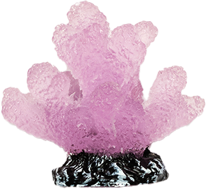Coral